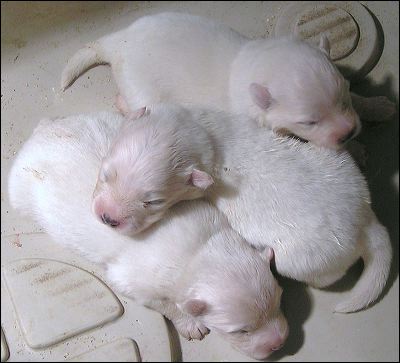 pups-2.jpg