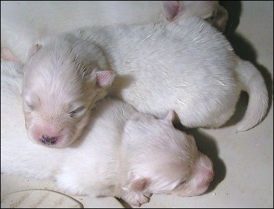 pups-3.jpg