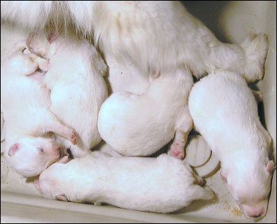 pups-4.jpg