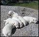 pups-1.JPG 