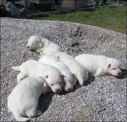 pups-1.jpg