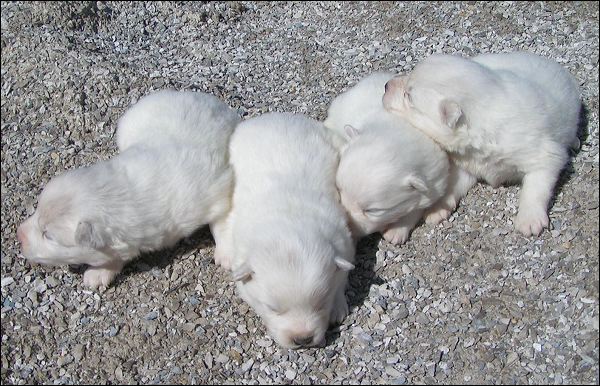 pups-2.jpg