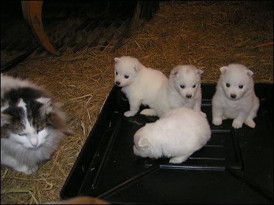 catscan.jpg