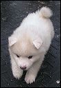 pups1