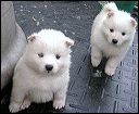 pups10