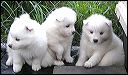 pups11