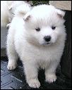 pups12