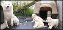 pups2