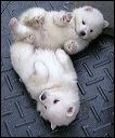 pups3