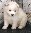 pups5