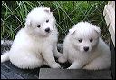 pups6