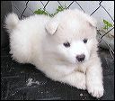 pups8