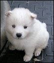 pups9