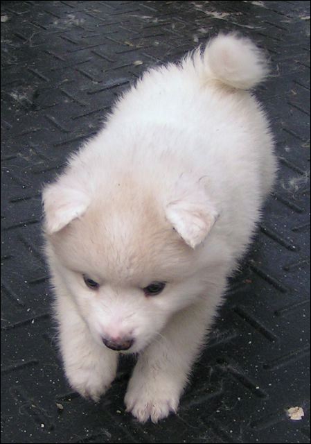 pups1.jpg