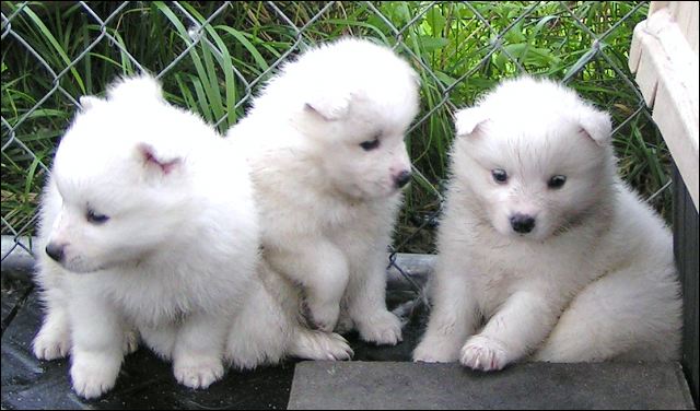 pups11.jpg