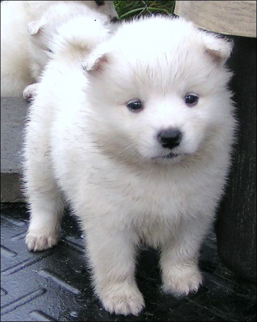 pups12.jpg