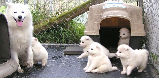 pups2.jpg