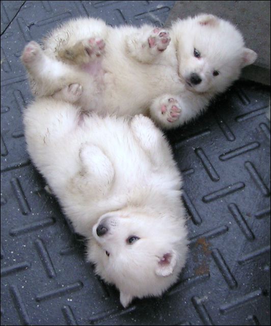 pups3.jpg