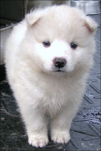 pups4.jpg