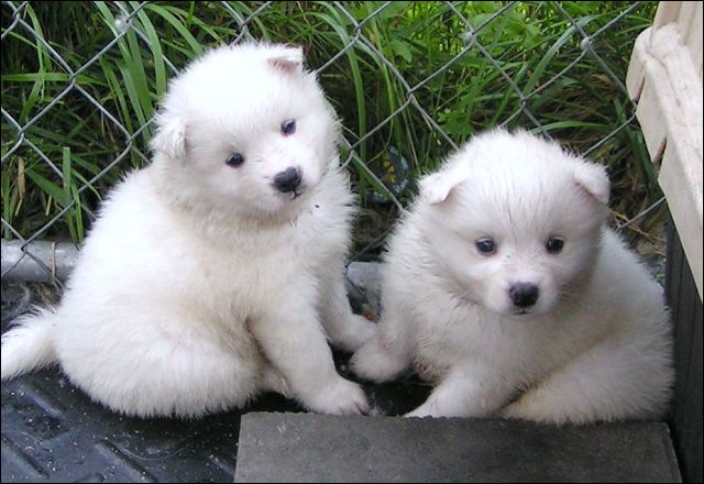 pups6.jpg