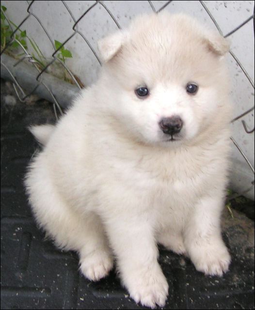 pups7.jpg