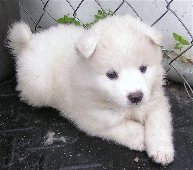 pups8.jpg
