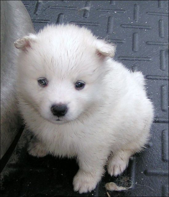 pups9.jpg