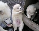 hula-pup