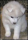 pup-1