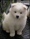 pups-10