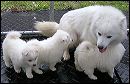 pups-13