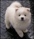 pups-14