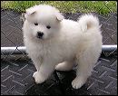 pups-15