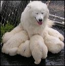 pups-17