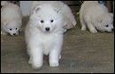pups-2