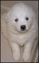 pups-3