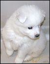 pups-4