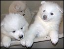 pups-5