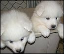 pups-6