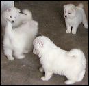 pups-7