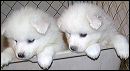 pups-9