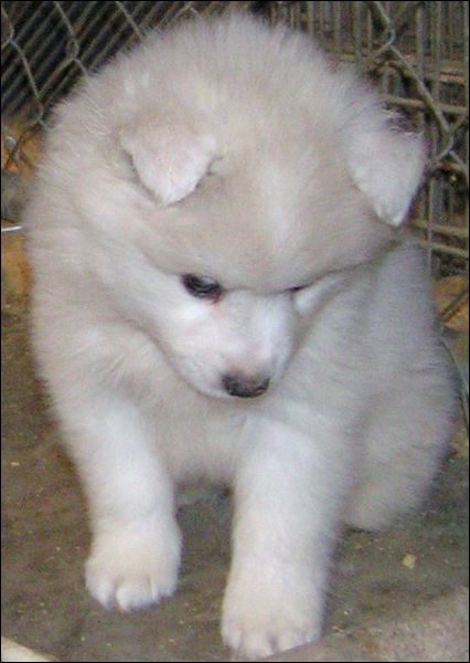 pup-1.jpg
