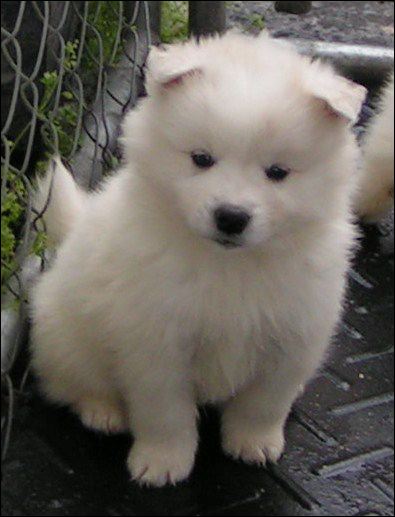 pups-10.jpg