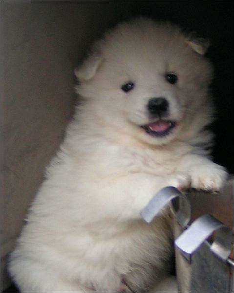 pups-11.jpg