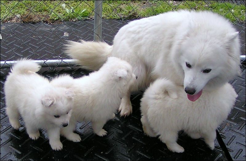 pups-13.jpg