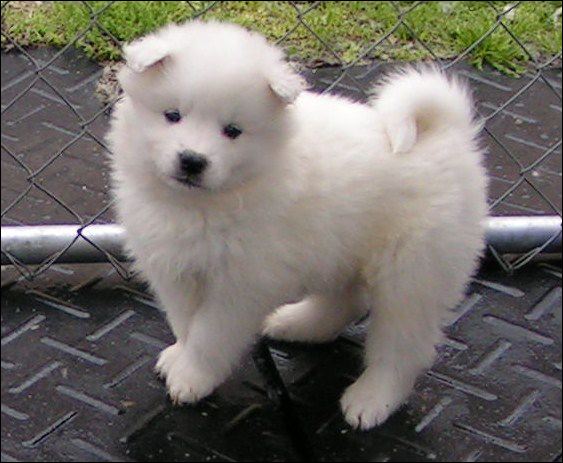 pups-15.jpg