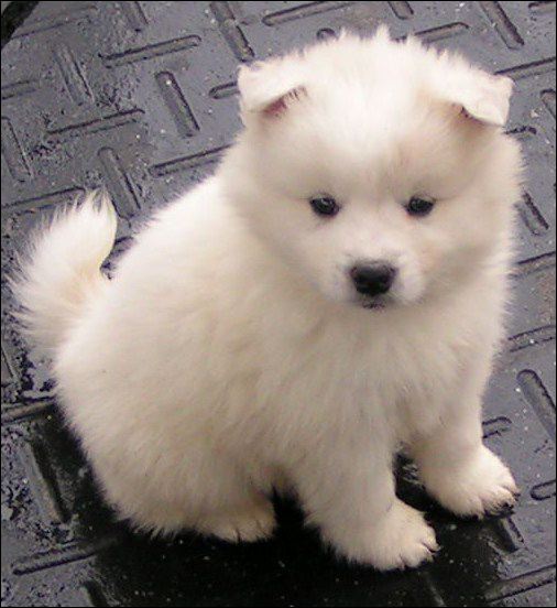pups-16.jpg