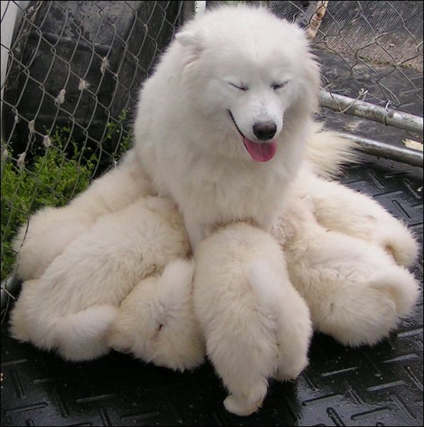 pups-17.jpg