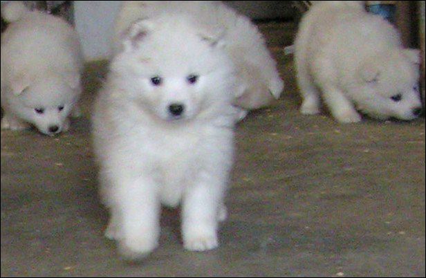 pups-2.jpg