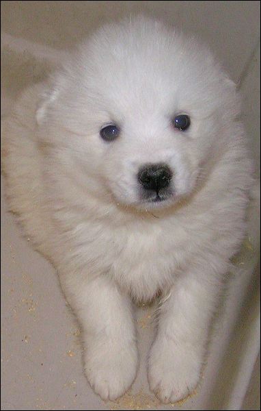pups-3.jpg